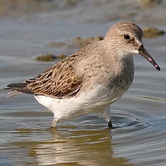 Calidris fuscicollis (White-rumped sandpiper) 