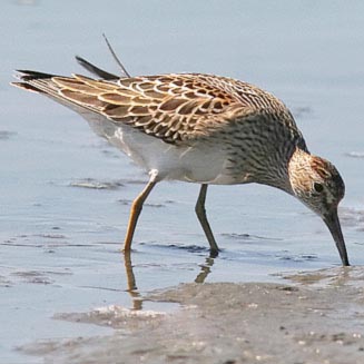Calidris melanotos (Pectoral sandpiper)