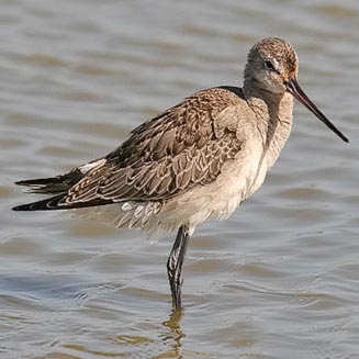 Limosa haemastica (Hudsonian godwit)