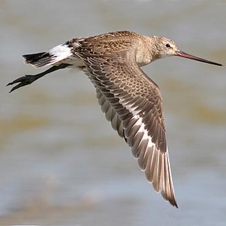 Limosa haemastica (Hudsonian godwit)