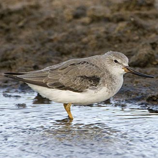 Xenus cinereus (Terek sandpiper) 