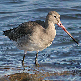 Limosa limosa (Black-tailed godwit) 