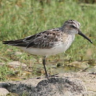 Limicola falcinellus (Broad-billed sandpiper)