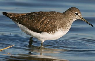 Tringa ochropus (Green sandpiper) 