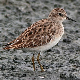Calidris subminuta (Long-toed stint) 