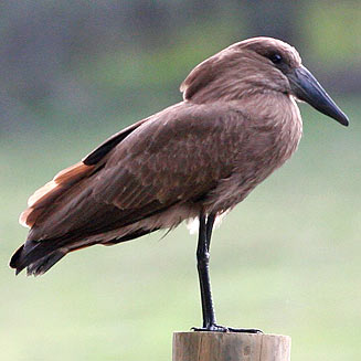 Scopus umbretta (Hamerkop) 