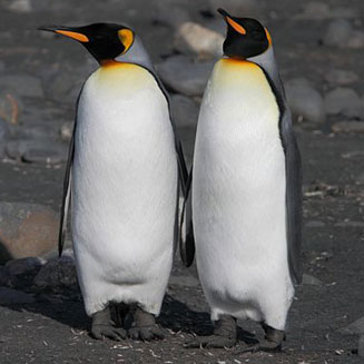Aptenodytes patagonicus (King penguin) 