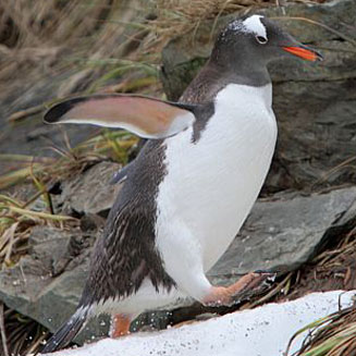 Pygoscelis papua (Gentoo penguin)