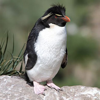 Eudyptes chrysocome (Rockhopper penguin) 