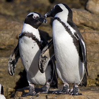 Spheniscus demersus (African penguin, Jackass penguin)