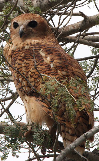 Scotopelia peli (Pel's fishing-owl)