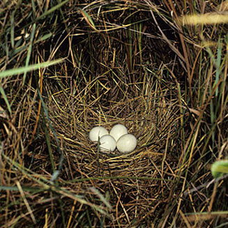 Asio capensis (Marsh owl)