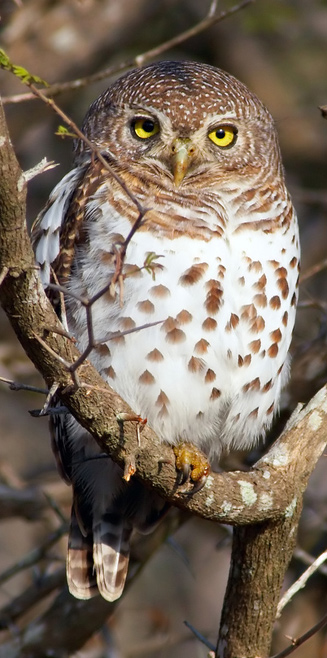 Glaucidium capense (African barred owlet, Barred owl) 