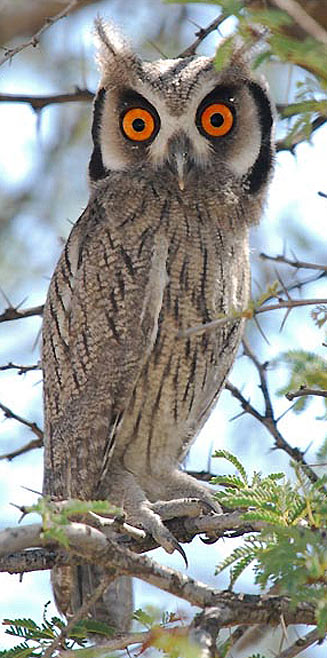 Ptilopsis granti (Southern white-faced scops-owl, White-faced owl)
