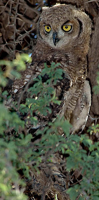 Bubo africanus (Spotted eagle-owl) 