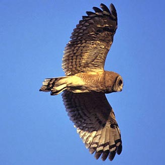Asio capensis (Marsh owl) 