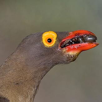 Buphagus erythrorhynchus (Red-billed oxpecker) 