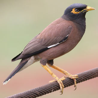 Acridotheres tristis (Common myna, Indian Myna) 