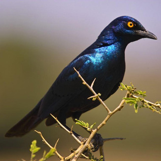 Lamprotornis nitens (Cape Glossy starling, Glossy starling) 