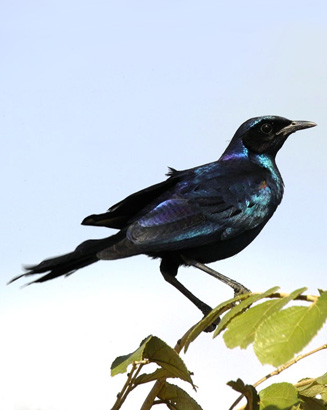 Lamprotornis australis (Burchell's Starling)