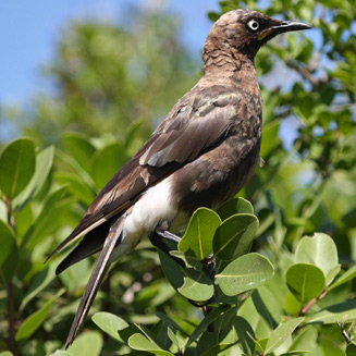 Spreo bicolor (Pied starling)