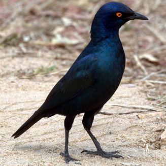 Lamprotornis nitens (Cape Glossy starling, Glossy starling) 