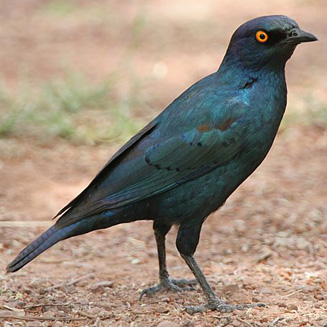 Lamprotornis nitens (Cape Glossy starling, Glossy starling) 