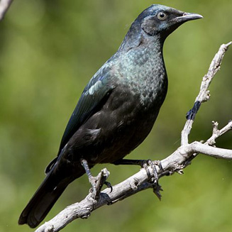 Lamprotornis nitens (Cape Glossy starling, Glossy starling) 