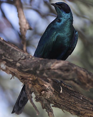 Lamprotornis australis (Burchell's Starling)