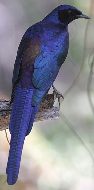 Lamprotornis mevesii (Meves's starling, Long-tailed starling)