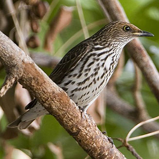 Cinnyricinclus leucogaster (Violet-backed starling, Plum-coloured starling) 