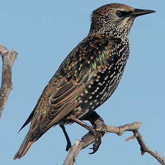 Sturnus vulgaris (Common starling, Eurasian starling, European starling)