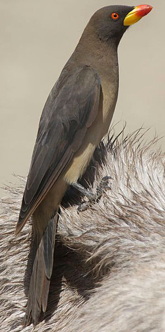 Buphagus africanus (Yellow-billed oxpecker)