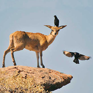 Onychognathus nabouroup (Pale-winged starling)