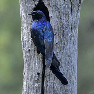 Lamprotornis australis (Burchell's Starling)