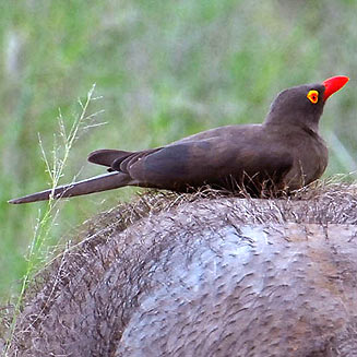 Buphagus erythrorhynchus (Red-billed oxpecker) 