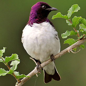 Cinnyricinclus leucogaster (Violet-backed starling, Plum-coloured starling) 
