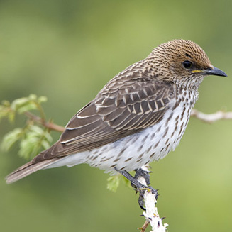 Cinnyricinclus leucogaster (Violet-backed starling, Plum-coloured starling) 
