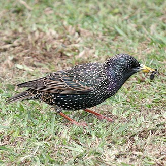 Sturnus vulgaris (Common starling, Eurasian starling, European starling)
