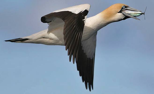Morus capensis (Cape Gannet)