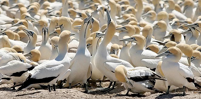 Morus capensis (Cape Gannet)