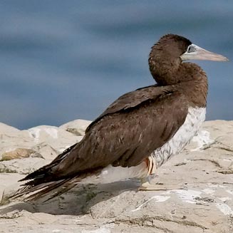 Sula leucogaster (Brown booby)