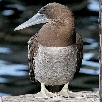 Sula leucogaster (Brown booby)
