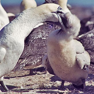 Morus capensis (Cape Gannet)
