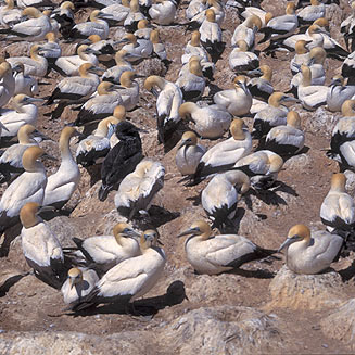 Morus capensis (Cape Gannet)
