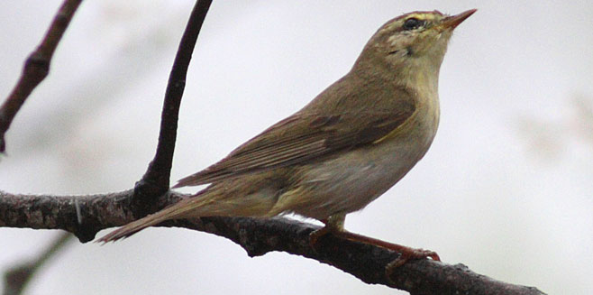 Phylloscopus trochilus (Willow warbler) 