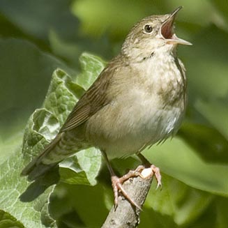 Locustella fluviatilis (River warbler) 