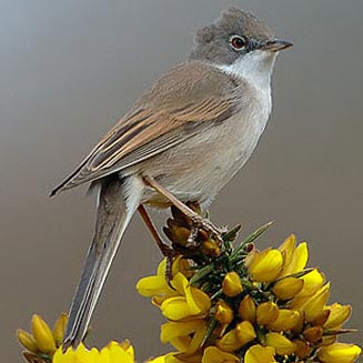 Sylvia communis (Common whitethroat)