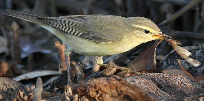 Phylloscopus trochilus (Willow warbler) 