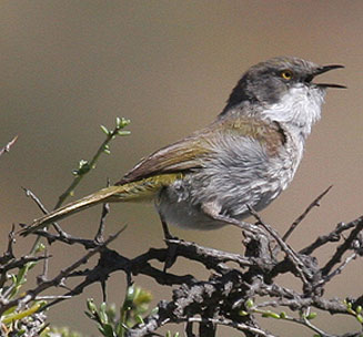 Eremomela gregalis (Karoo eremomela) 